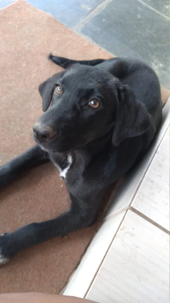 Cachorro ra a Labrador com pastor alemão idade 2 a 6 meses nome Marley e princesa