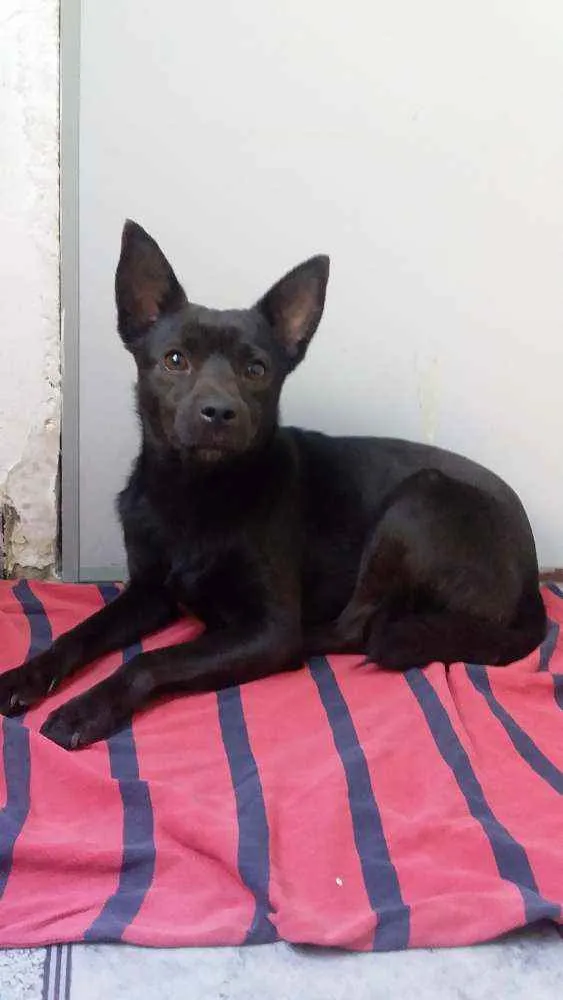 Cachorro ra a Vira Lata idade  nome Milo