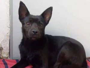 Cachorro raça Vira Lata idade  nome Milo
