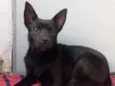 Milo