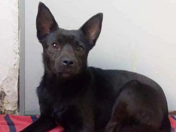 Cachorro ra a Vira Lata idade  nome Milo
