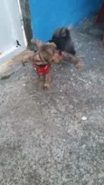 Draik