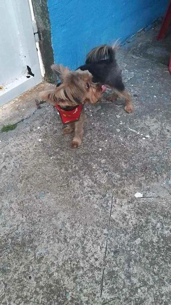 Cachorro ra a york idade 2 anos nome Draik