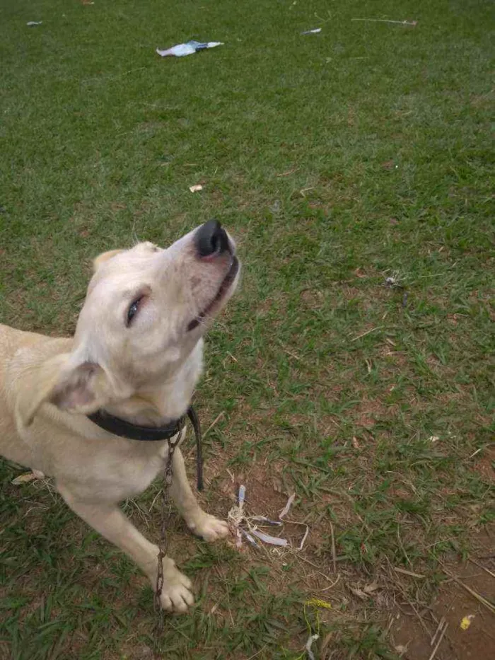 Cachorro raça Sem raça idade 7 a 11 meses nome Mei