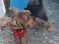 Draik