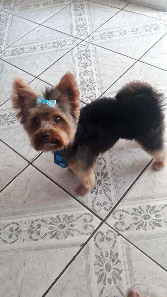 Cachorro ra a york idade 2 anos nome Draik