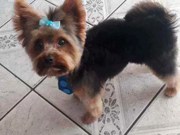 Cachorro ra a york idade 2 anos nome Draik