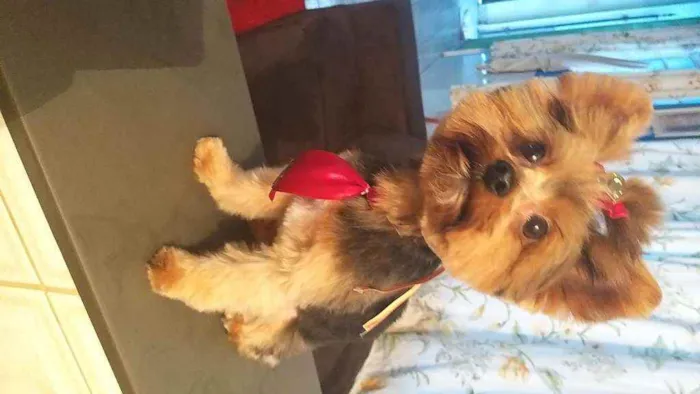 Cachorro ra a york idade 2 anos nome Draik