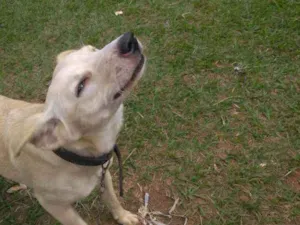 Cachorro raça Sem raça idade 7 a 11 meses nome Mei