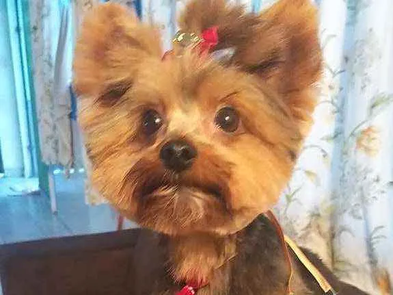 Cachorro ra a york idade 2 anos nome Draik