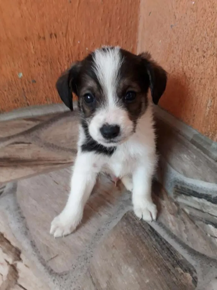 Cachorro ra a SRD-ViraLata idade 2 a 6 meses nome Filhotes