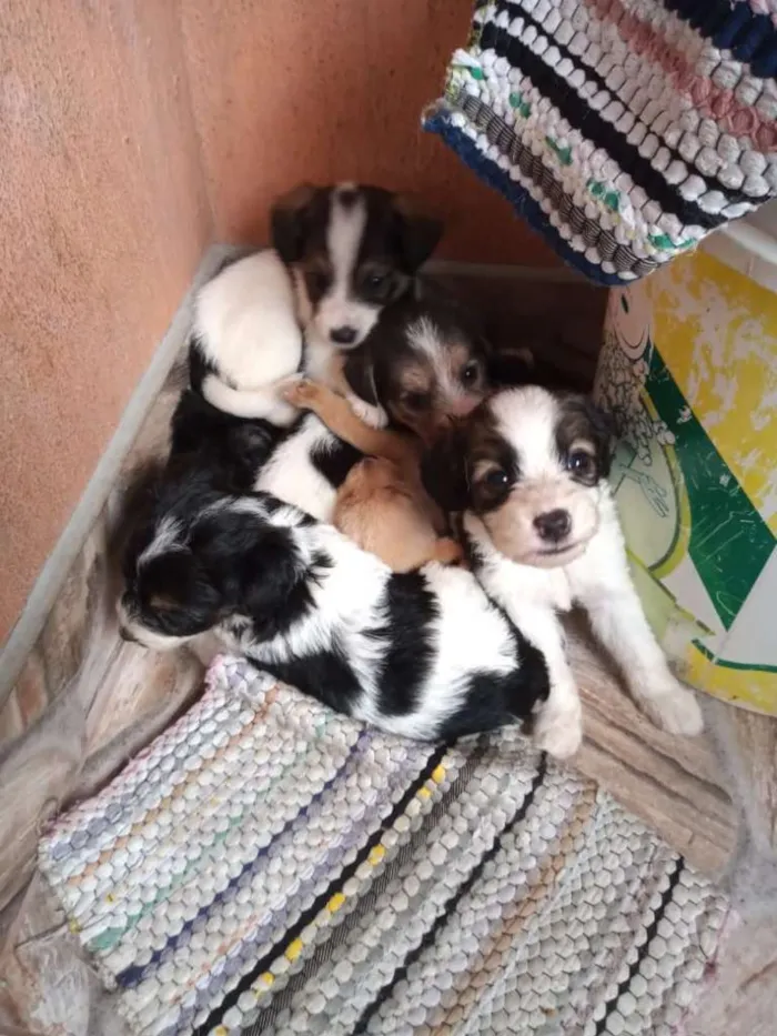 Cachorro ra a SRD-ViraLata idade 2 a 6 meses nome Filhotes