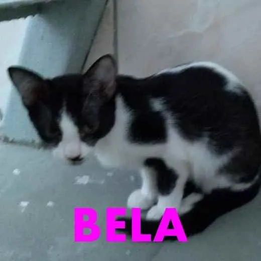 Gato ra a Indefinida idade 2 a 6 meses nome Belly