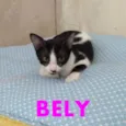 Belly