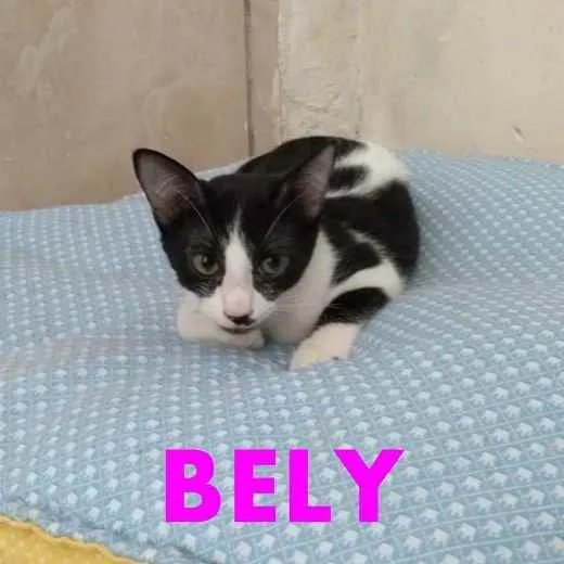 Gato ra a Indefinida idade 2 a 6 meses nome Belly