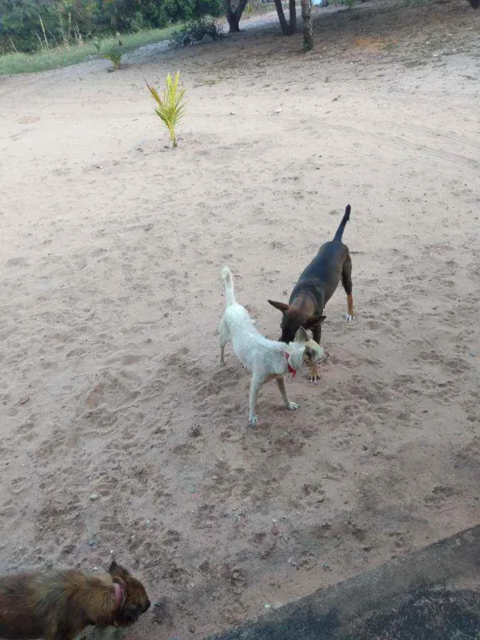 Cachorro ra a Desconhecida idade 1 ano nome Mel