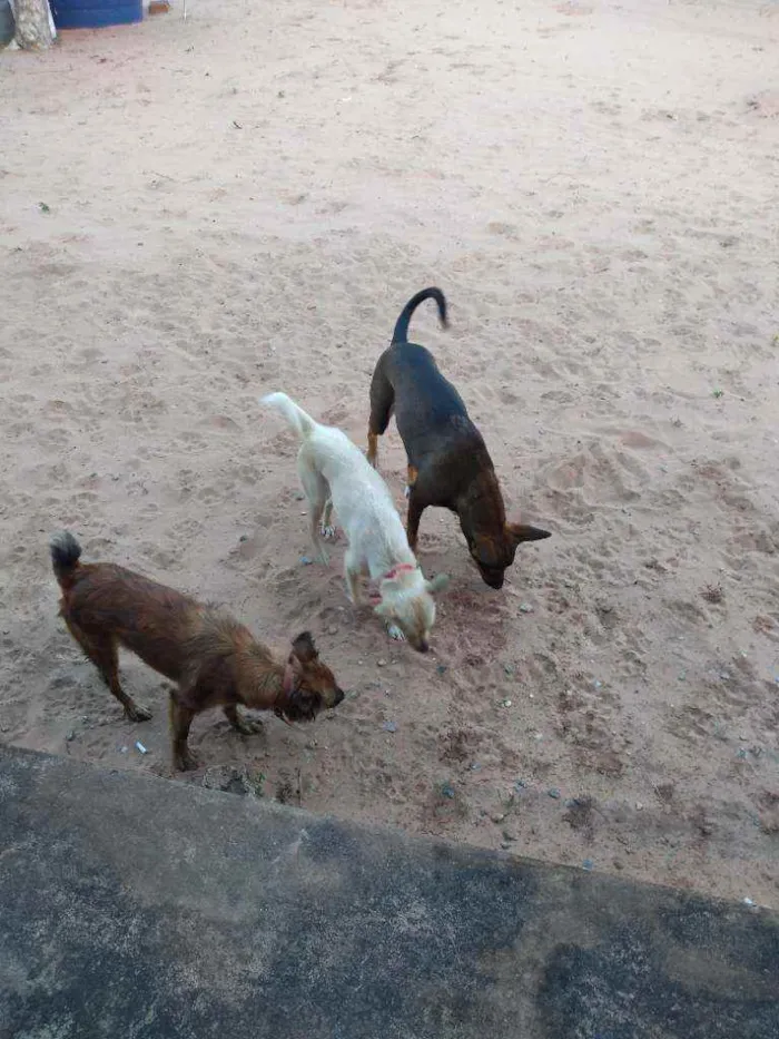 Cachorro ra a Desconhecida idade 1 ano nome Mel