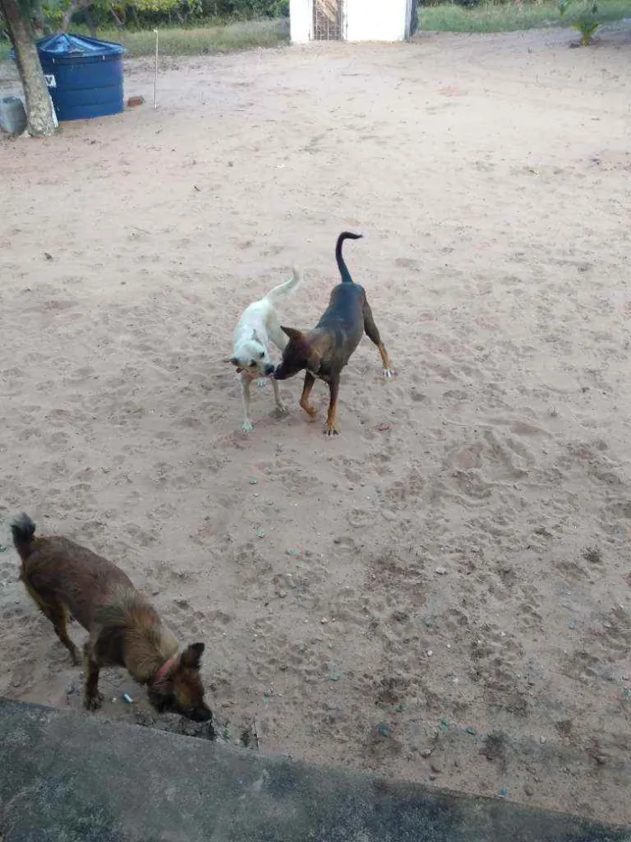 Cachorro ra a Desconhecida idade 1 ano nome Mel