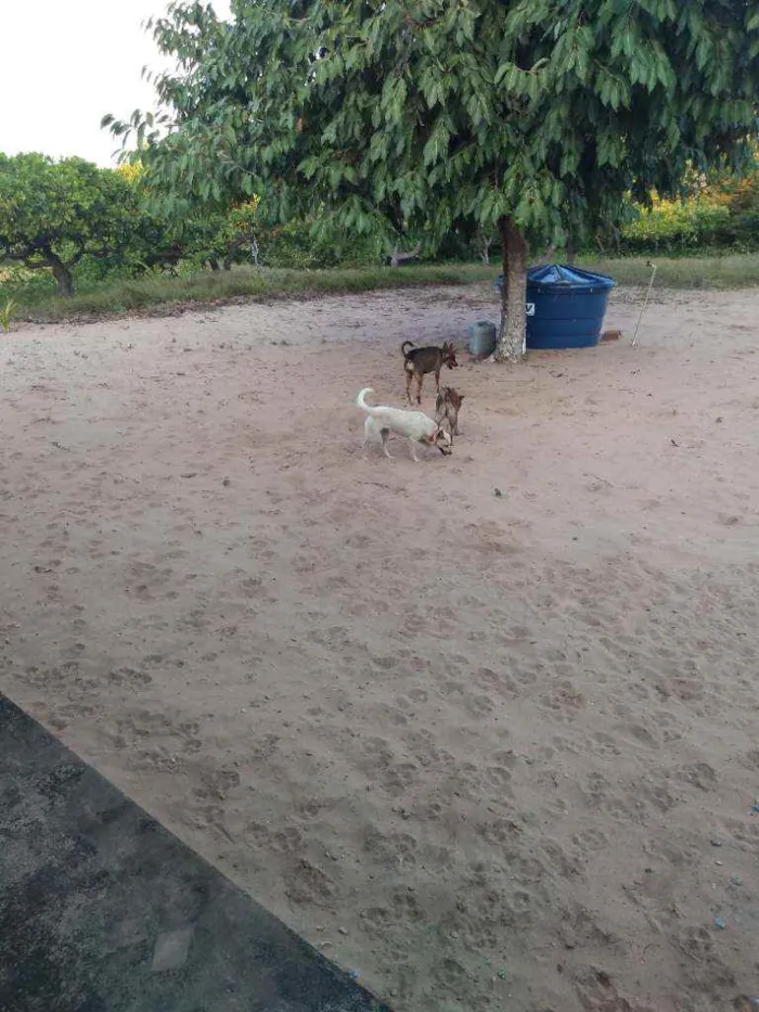 Cachorro ra a Desconhecida idade 1 ano nome Mel