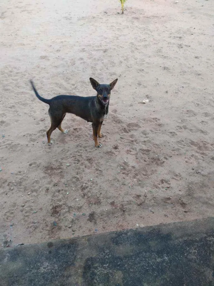 Cachorro ra a Desconhecida idade 1 ano nome Mel