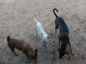 Cachorro raça Desconhecida idade 1 ano nome Mel