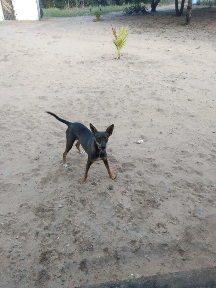 Cachorro ra a Desconhecida idade 1 ano nome Mel