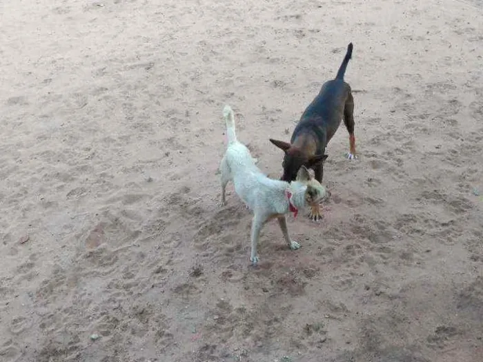 Cachorro ra a Desconhecida idade 1 ano nome Mel