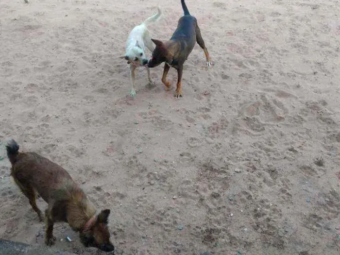 Cachorro ra a Desconhecida idade 1 ano nome Mel