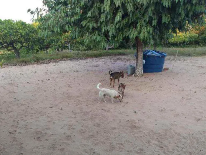 Cachorro ra a Desconhecida idade 1 ano nome Mel