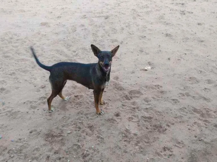 Cachorro ra a Desconhecida idade 1 ano nome Mel