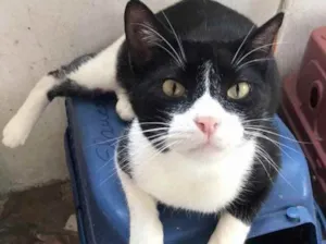 Gato raça Srd idade 1 ano nome João lindo bonzinho