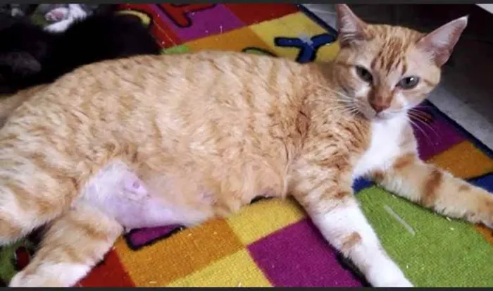 Gato raça Srd idade 1 ano nome Alice lindíssima 