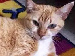 Gato raça Srd idade 1 ano nome Alice lindíssima 
