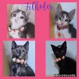Gatinhos filhotes