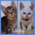 Gatinhos filhotes