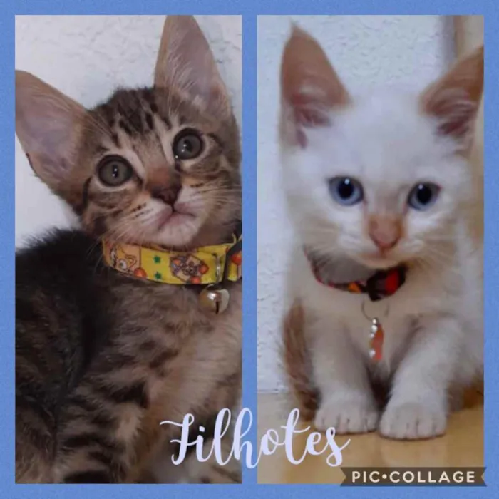 Gato ra a Srd idade Abaixo de 2 meses nome Gatinhos filhotes