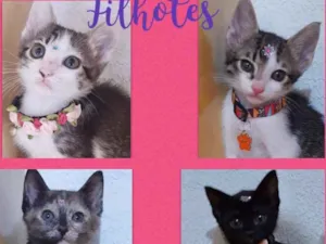 Gato raça Srd idade Abaixo de 2 meses nome Gatinhos filhotes 