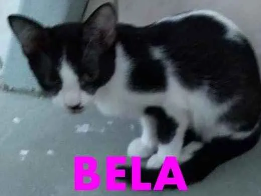 Gato ra a Indefinida idade 2 a 6 meses nome Belly