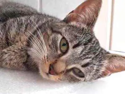 Gato raça Srd  idade 7 a 11 meses nome Penne Linda bebe 