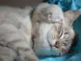Gatinhos lindos!!