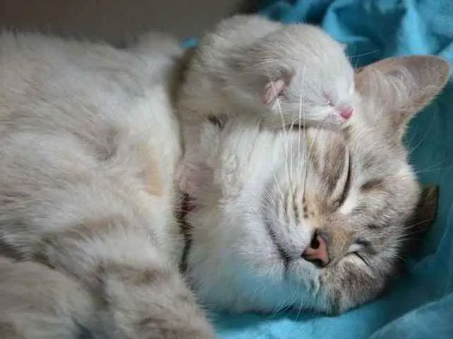 Gato ra a  idade Abaixo de 2 meses nome Gatinhos lindos!!