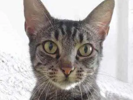 Gato raça Srd idade 7 a 11 meses nome Aurora linda gatinha