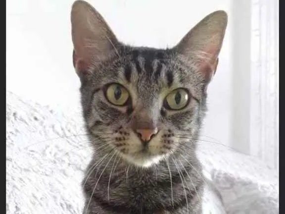 Gato raça Srd idade 7 a 11 meses nome Aurora linda gatinha