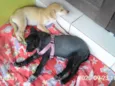 Marley e princesa