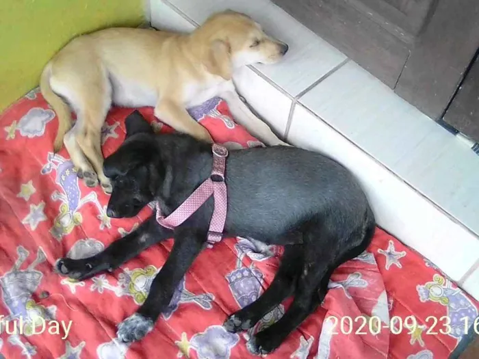 Cachorro ra a Labrador com pastor alemão idade 2 a 6 meses nome Marley e princesa