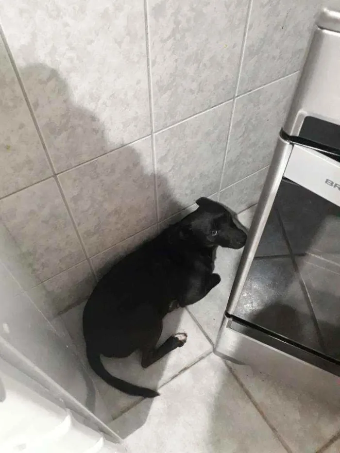 Cachorro raça Srd idade 2 anos nome Bruce