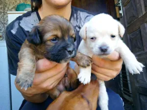 Cachorro raça Vira lata idade Abaixo de 2 meses nome Sem nome