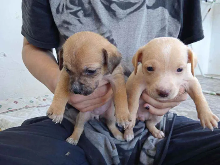 Cachorro ra a Vira lata idade Abaixo de 2 meses nome Sem nome