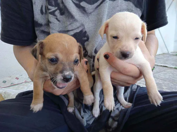 Cachorro ra a Vira lata idade Abaixo de 2 meses nome Sem nome