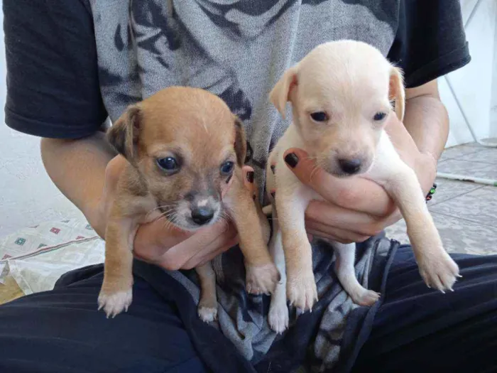 Cachorro ra a Vira lata idade Abaixo de 2 meses nome Sem nome